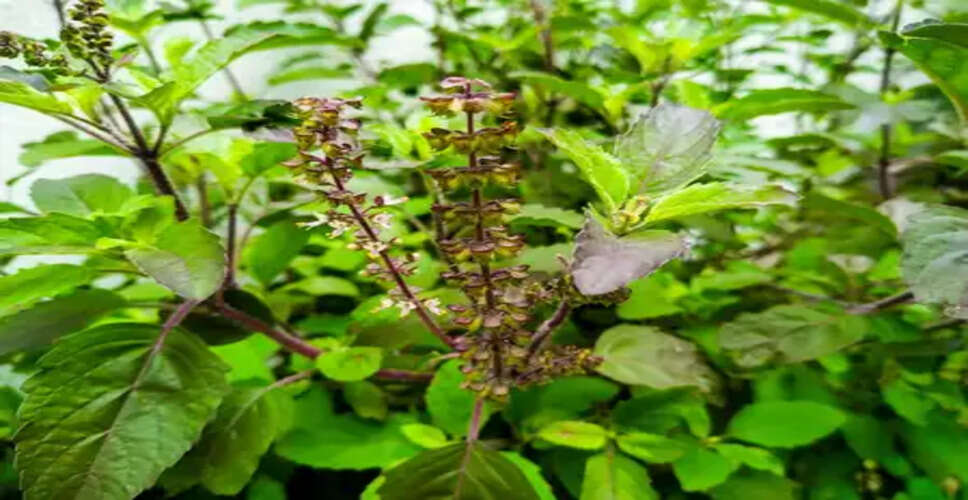 एंटीऑक्सीडेंट से भरपूर वन तुलसी : सेवन से दूर होगी सांस की समस्या, मिलेगी एनर्जी