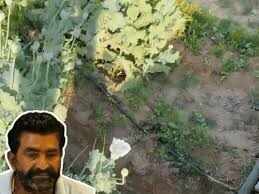 जयपुर में खेत में उगाए गांजे के 1057 पौधे बरामद, पुलिस की बड़ी कार्रवाई