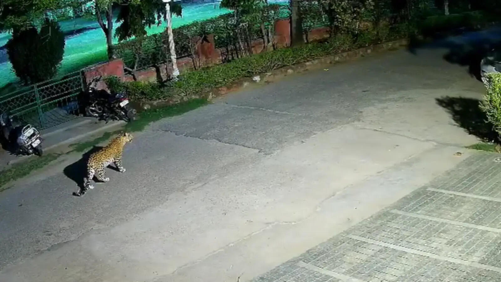 जयपुर की पॉम कोर्ट कॉलोनी में दिखा लेपर्ड, CCTV में कैद हुआ मूवमेंट; इलाके में दहशत का माहौल