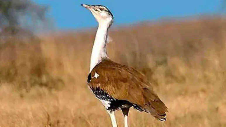 गोडावण के अस्तित्व पर संकट, धीमा प्राकृतिक प्रजनन बना बड़ी चुनौती