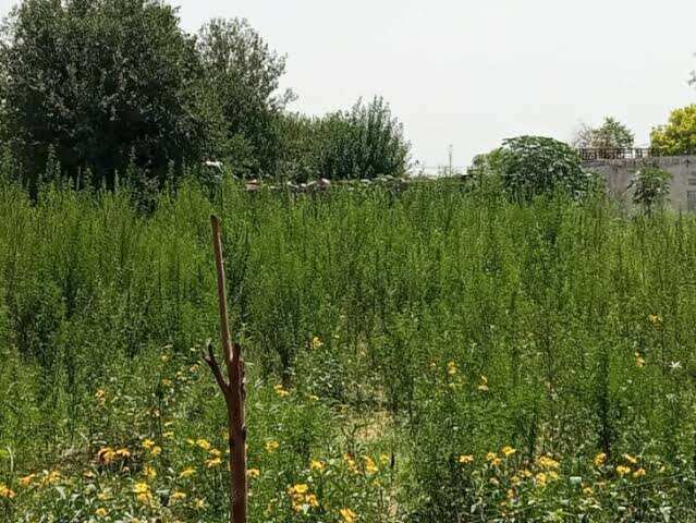 जयपुर में अवैध गांजे की खेती पर पुलिस का बड़ा एक्शन, फुटेज में देंखे 48 पौधे नष्ट, 40 किलो से ज्यादा गांजा जब्त