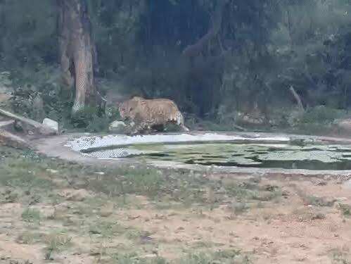 जयपुर की झालाना लेपर्ड सेंचुरी में ‘बहादुर’ का हमला, जिप्सियों के सामने 12 सेकंड में किया शिकार सामने आया वीडियो, पर्यटक दहशत में