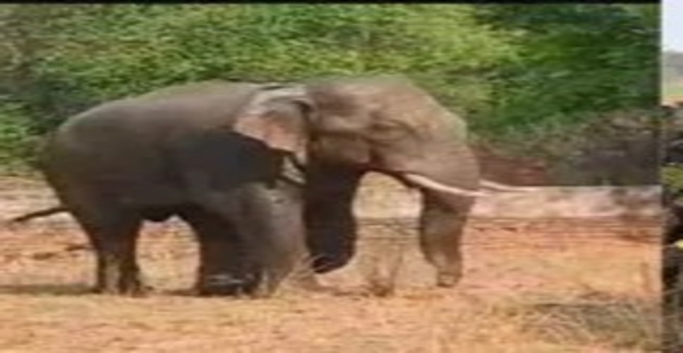 रांची के रिहायशी इलाके में घुसा हाथी, हमले में एक की मौत, दहशत में लोग