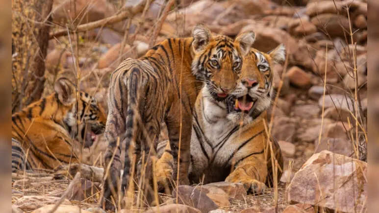 रणथंभौर में त्रिनेत्र गणेश मंदिर मार्ग पर बाघों की चहलकदमी, श्रद्धालुओं पर मंडरा रहा खतरा, वन विभाग अलर्ट