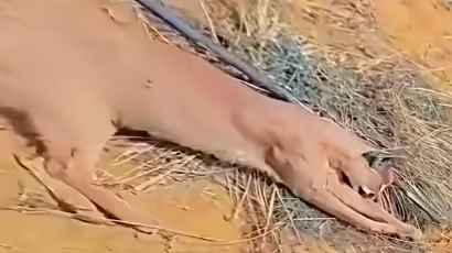 जैसलमेर में दुर्लभ कैरेकल की हत्या, जलाकर बनाया वीडियो, तीन आरोपी गिरफ्तार