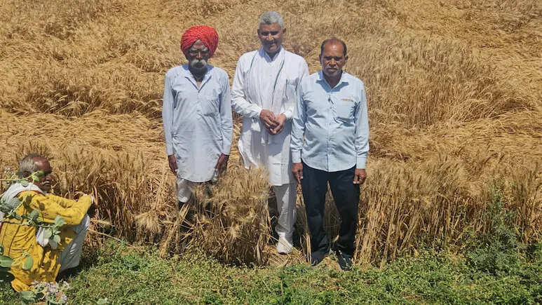 बेमौसम बारिश से प्रभावित किसानों को राहत, सरकार देगी गेहूं की गुणवत्ता नियमों में छूट