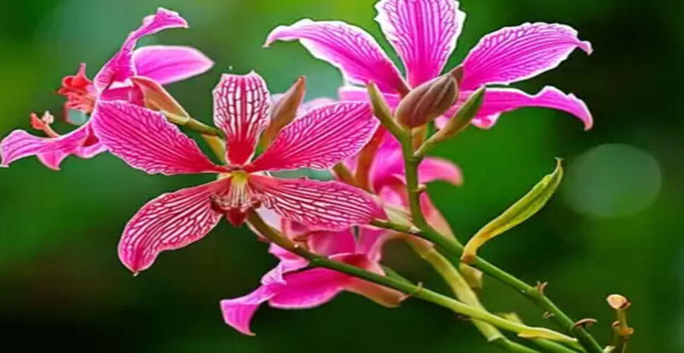 सेहत के लिए रामबाण कचनार, डायबिटीज मरीजों के लिए भी लाभदायी