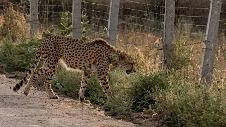 बाघों की मांद में जा घुसा कूनों का चीता KP2, एक्सपर्ट बोले- 'इंसान नहीं, अब कुदरत ही बचाएगी जान'