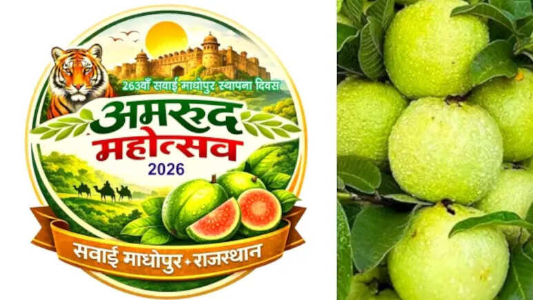 देश का पहला अमरूद महोत्सव सवाई माधोपुर में, अमरूद को अंतरराष्ट्रीय पहचान दिलाने की तैयारी