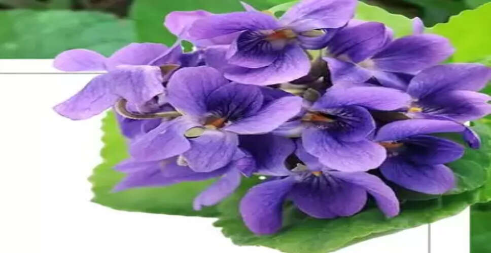 सर्दियों में संजीवनी बनफशा का काढ़ा: एक-दो नहीं कई रोगों की दवा