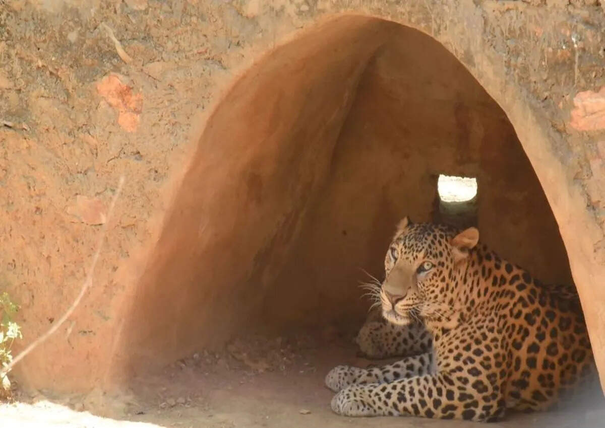 उदयपुर का अमरखजी क्षेत्र बनेगा तेंदुओं का सुरक्षित आश्रय, ईको-टूरिज्म को मिलेगा बढ़ावा