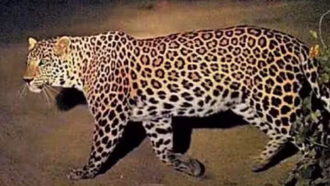 जयपुर में तीन कॉलोनियों में दिखा लेपर्ड, 20 मिनट तक मची अफरा तफरी फिर हुआ ओझल
