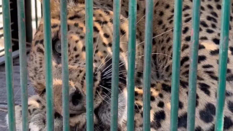 नीमकाथाना के महावा गांव में मादा लेपर्ड की दहशत, वन विभाग ने संभाला रेस्क्यू ऑपरेशन