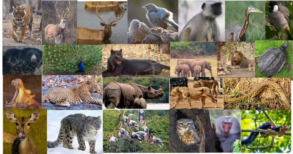 भारत के सबसे बड़े राष्ट्रीय उद्यानों में गिना जाता है&nbsp;Desert National Park, वीडियो में खासियत और खूबसूरती देखने के बाद फौरन प्लान कर लेंगे ट्रिप