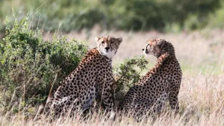 सुल्तानपुर क्षेत्र में चीते की दस्तक से दहशत, ग्रामीण घरों में कैद