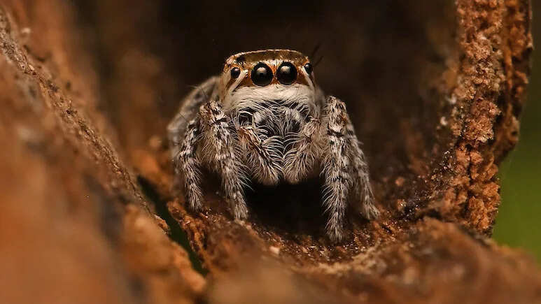 डेजर्ट नेशनल पार्क में मिली नई जंपिंग स्पाइडर ‘मोग्रस शुष्का’, वैज्ञानिकों में उत्साह