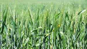 गेहूं और चना की बंपर बुवाई के बाद भी परेशान हैं किसान, वजह जानिए