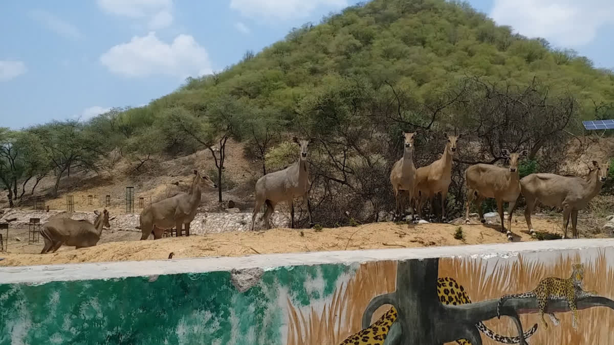 करौली में 24 घंटे का वन्यजीव गणना अभियान 1 से 2 मई तक, वीडियो में देंखे वाटर हॉल पद्धति से होगी निगरानी