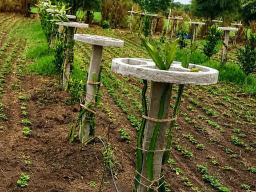 झालावाड़ में पहली बार ड्रैगन फ्रूट की खेती, संतरे के बगीचे में लगाए 400 पौधे; 25 साल तक मिलेगा उत्पादन