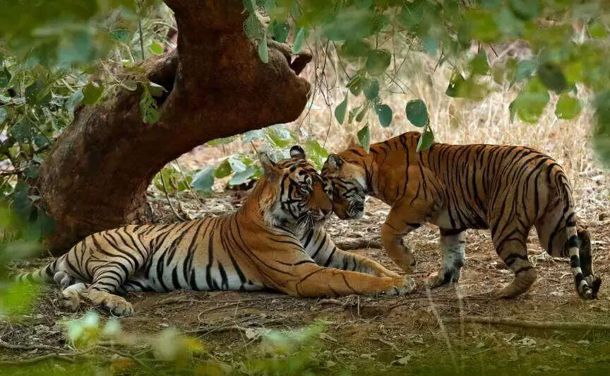 क्या आप जानते है कब और कैसे बना Ranthambore Tiger Reserve ? इस वायरल डॉक्यूमेंट्री में देखे बाघों की इस धरती का पूरा इतिहास