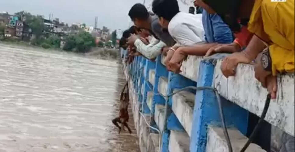 बिहार: रबर डैम से पानी छोड़ा गया, फल्गु नदी में मछलियों की लूट