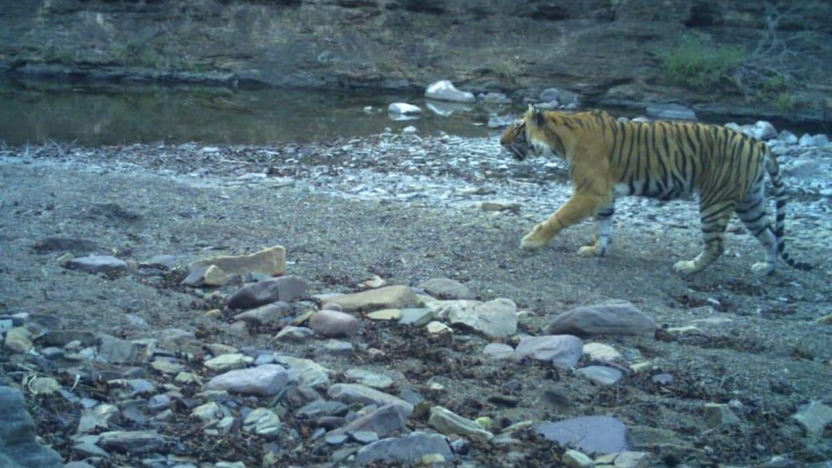 रणथंभौर टाइगर रिजर्व में बाघिन टी-94 की मौत, वीडियो में देंखे खूनी बुखार की आशंका