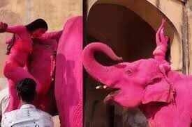जयपुर में गुलाबी हाथी फोटोशूट विवाद के बीच नया वीडियो वायरल, फोटोग्राफर के दावे से बढ़ी बहस