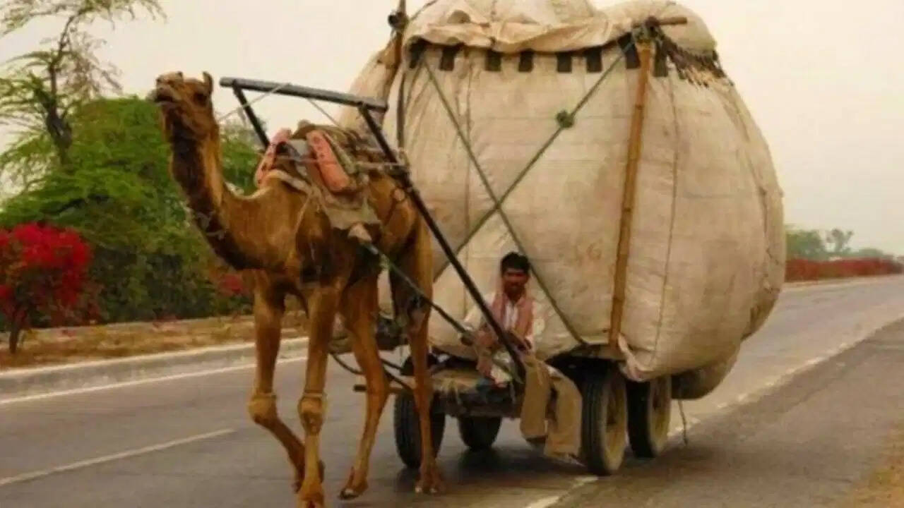 राजस्थान में भीषण गर्मी पर बड़ा फैसला! 37 डिग्री से ज्यादा तापमान में दोपहर 12 से 3 बजे तक जानवरों से काम कराने पर रोक