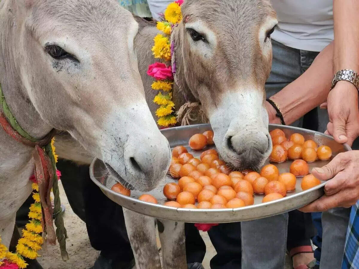 उदयपुर में यूरिया संकट पर किसानों का अनोखा विरोध, वीडियो में देखें गधों को माला पहनाकर खिलाए गुलाब जामुन, जताया आक्रोश