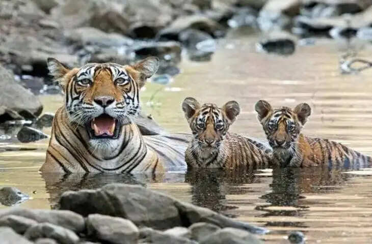 रणथंभौर कैसे बना राजस्थान की ‘टाइगर फैक्ट्री’, कभी बाघों का दिखना था बेहद दुर्लभ