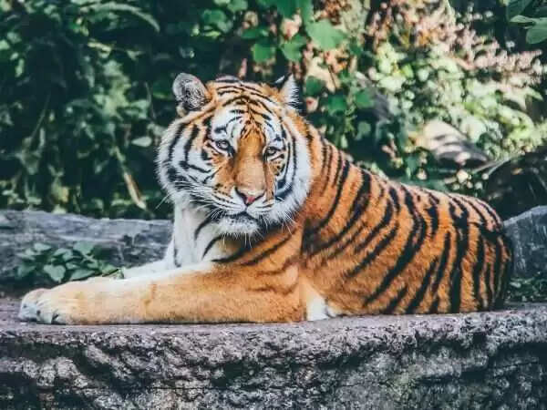 कभी राजाओं की शिकारगाह&nbsp;आज बाघों का घर, वायरल डॉक्यूमेंट्री में&nbsp;जानें रणथम्भौर टाइगर रिजर्व का गौरवशाली इतिहास