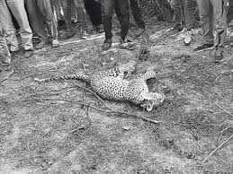 Hindaun City में लेपर्ड दिखने से हड़कंप, वीडियो में देंखे 7 घंटे की मशक्कत के बाद किया ट्रेंकुलाइज