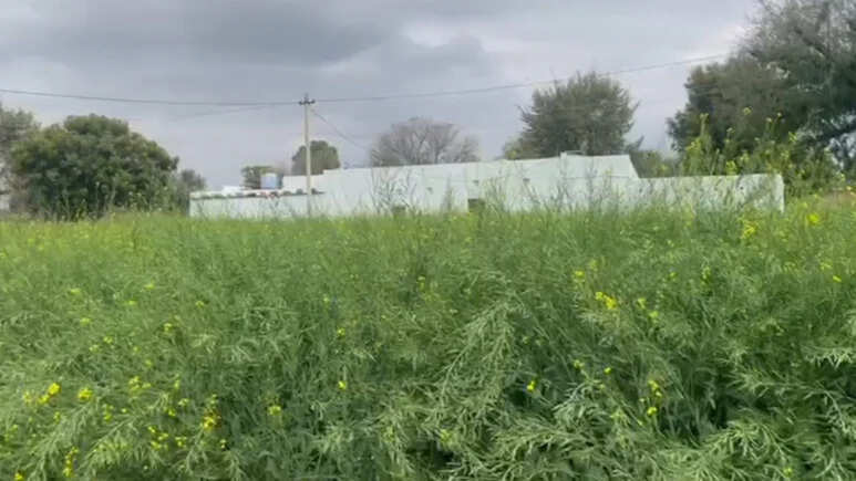 राजस्थान में पश्चिमी विक्षोभ के प्रभाव से बारिश, अगले 2-3 दिन तापमान में गिरावट की संभावना