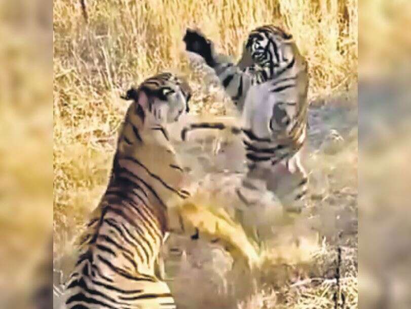 रणथम्भौर में 2 बाघिन भिड़ीं, वीडियो में देखें मां रिद्धि और बेटी माही ने एक दूसरे पर किया हमला