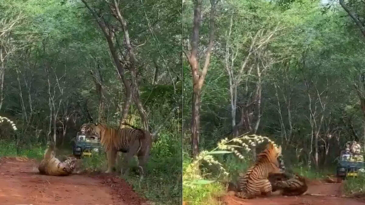 रणथंभौर में जंगल की सत्ता को लेकर भिडी मां-बेटी, टेरिटोरियल फाइट में दोनों बाघिनें घायल, देख काँपे पर्यटक