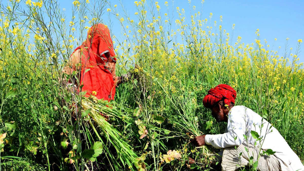 राजस्थान सरकार का किसानों को बड़ा तोहफा, वीडियो में जानें 70 हजार से अधिक किसानों को मिलेगी राहत