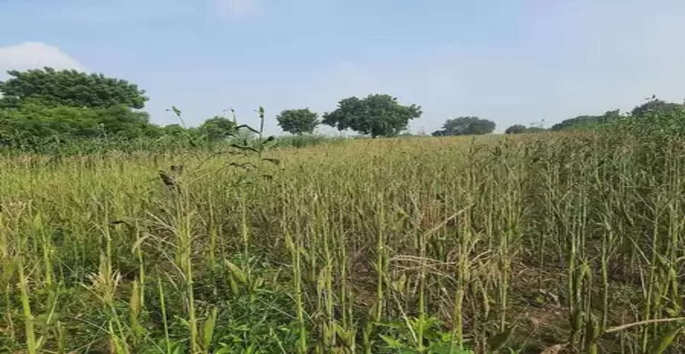 तमिलनाडु : वेप्पंथट्टई में लगातार बारिश से मक्के की फसल बर्बाद, किसानों ने की मुआवजे की मांग