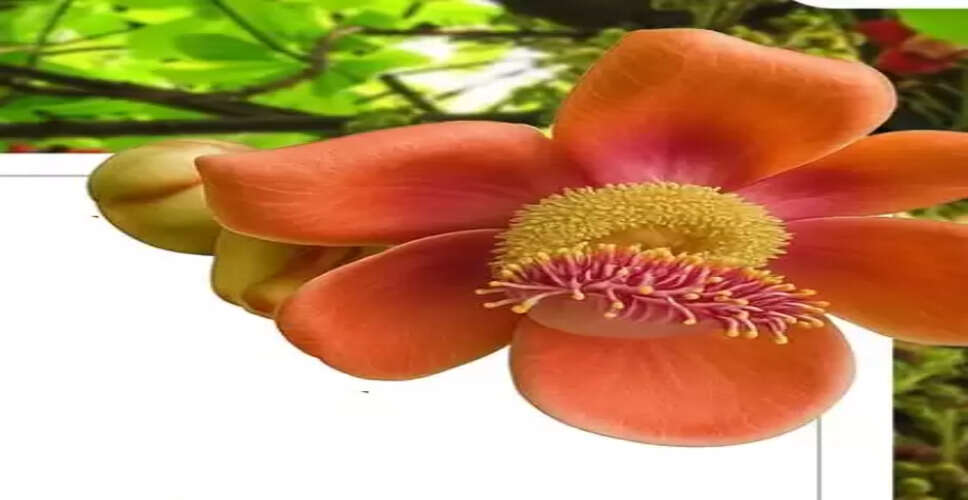 प्रकृति का तोहफा: तोप के गोले सा दिखता है नागलिंग का फल, सेवन से मिलते हैं अनगिनत फायदे