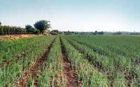 सीकर का मीठा प्याज देशभर में बना पहचान, धोद क्षेत्र में उगाई जा रही उच्च गुणवत्ता वाली फसल