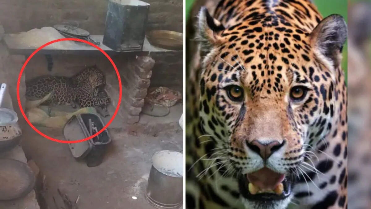 प्रतापगढ़ में लेपर्ड का आतंक, फुटेज में देखें अचानक हमले में 5 लोग घायल; रेस्क्यू ऑपरेशन जारी