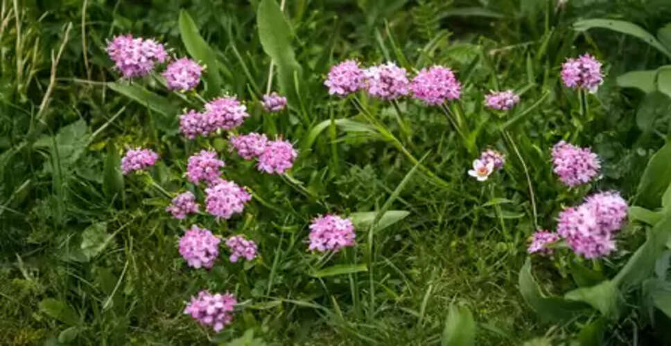 जटामांसी: बालों का झड़ना रोकने और ग्रोथ बढ़ाने की आयुर्वेदिक औषधि, जानिए फायदे