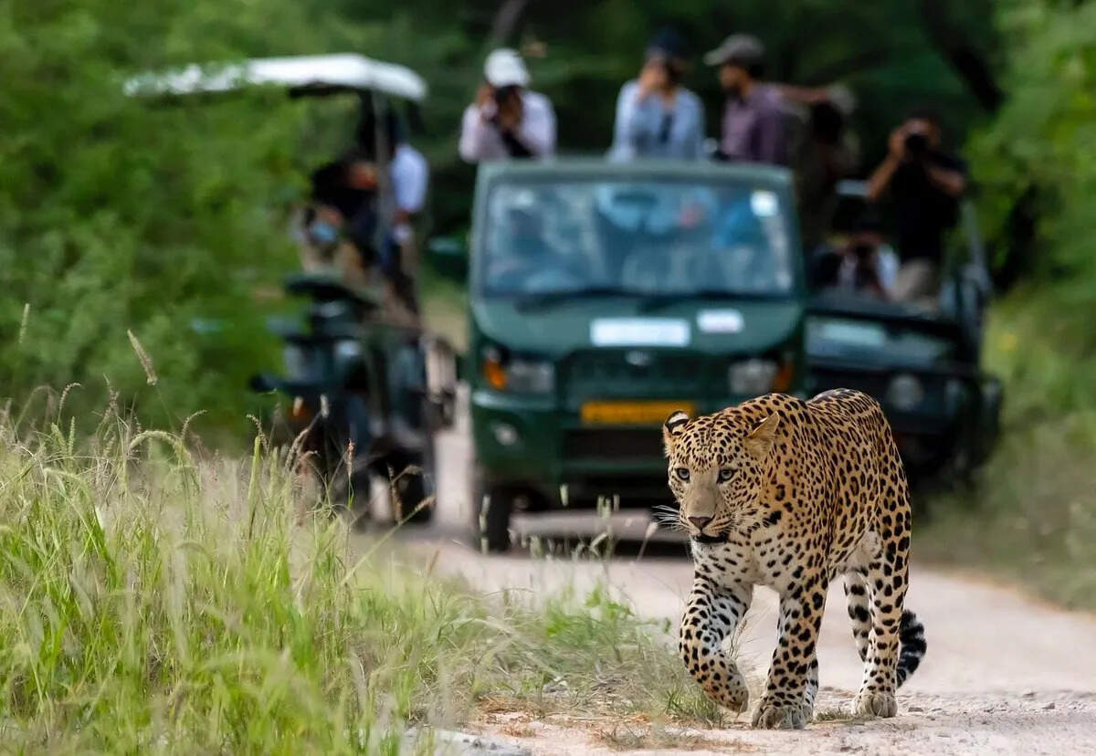 झालाना लेपर्ड सफारी!&nbsp;जानिए क्यों&nbsp;वाइल्डलाइफ लवर्स की पहली पसंद बन चुकी ये जगह, वीडियो में खासियत जान आप भी निकल पड़ेंगे घूमने