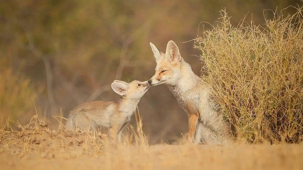 राजस्थान के सबसे रहस्यमयी और खूबसूरत अभयारण्यों में एक है Desert National Park, 5 मिनट के वीडियो में करे&nbsp;रोमांचक यात्रा