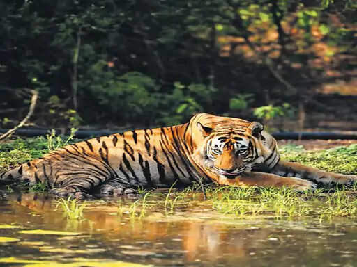 सरिस्का में बाघ ST-15 और शावक लापता, तीन सप्ताह से नजर नहीं आया 10 साल का बाघ; वन विभाग की चिंता बढ़ी