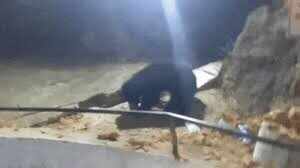 चैत्र नवरात्रि में आस्था और प्रकृति का अद्भुत संगम, मां अर्बुदा के दरबार में भालुओं की ‘हाजिरी’ चर्चा में