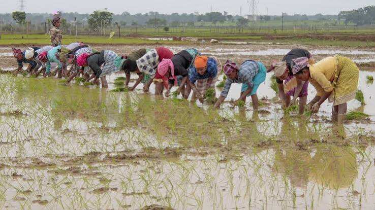 राजस्थान में फसल बीमा का बदला ट्रेंड: बीमा का दायरा घटा, लेकिन 5 साल में कंपनियों का प्रीमियम 5,888 करोड़ रुपए के पार