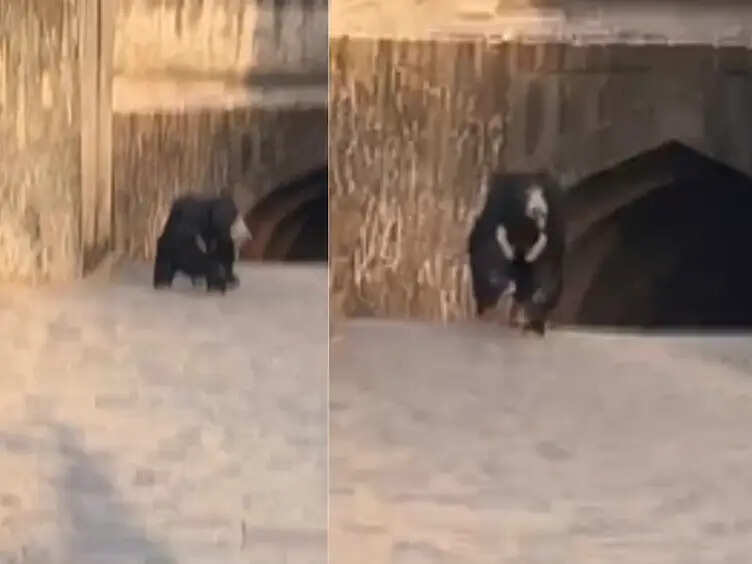 रणथंभौर दुर्ग में भालू आने से श्रद्धालुओं में फैली दहशत, वीडियो में देखें लोगों में मची अफरा तफरी