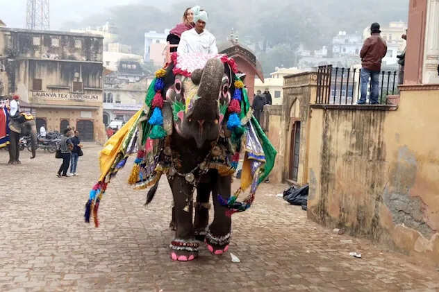 आमेर के हाथियों का जलवा, शाही अंदाज में Happy New Year विश कर विदेशी सैलानियों का जीता दिल, सेल्फी की मची होड़