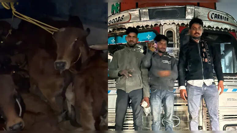 किशनगढ़–जयपुर हाईवे पर गौरक्षकों ने पकड़ा गौवंश से भरा ट्रक, चालक फरार