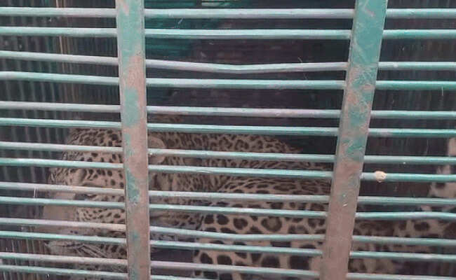 सीकर के खेतों में पकड़ा लैपर्ड, ट्रेंकुलाइज कर सुरक्षित स्थान पर छोड़ा, ग्रामीणों ने ली राहत की सांस